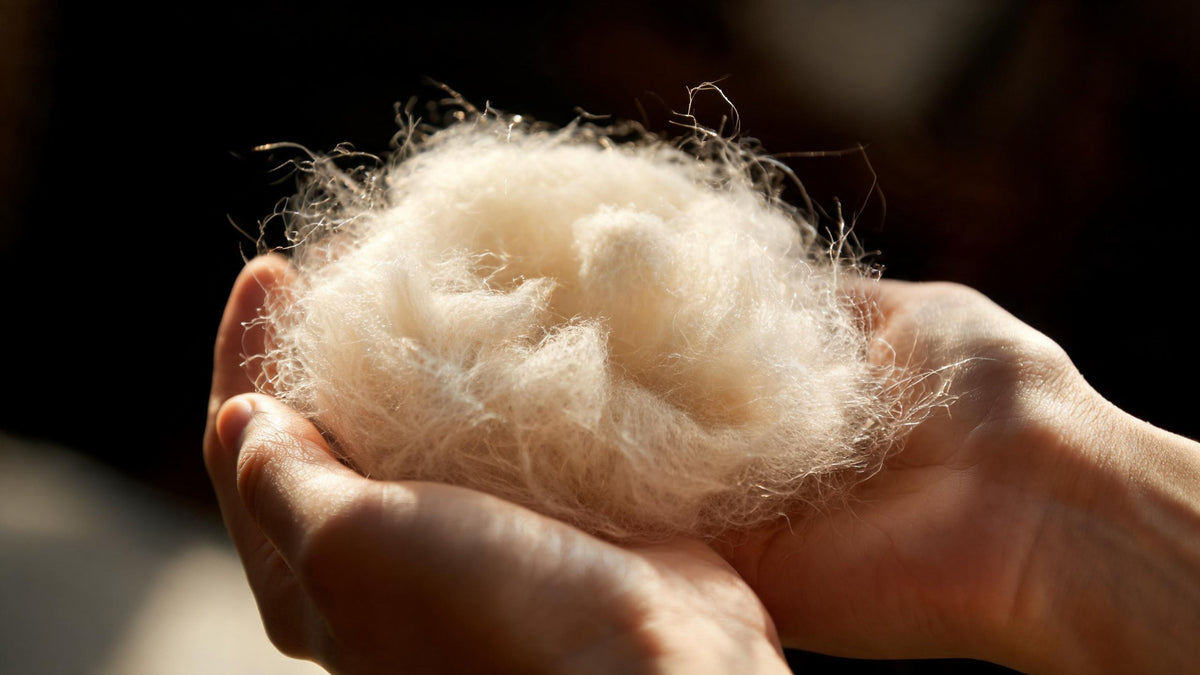 Open hands holding a soft cloud of raw cream pashmina fibre against a dark background